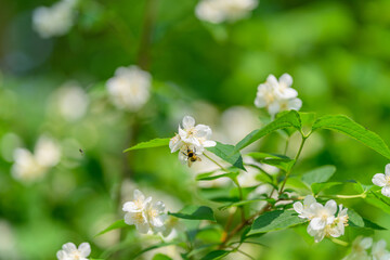 Delicate white flowers against a lush green background showcase natures beauty