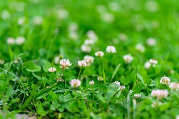 A Vibrant Field of Beautiful Clover Flowers Under the Bright Sunshine and Clear Sky