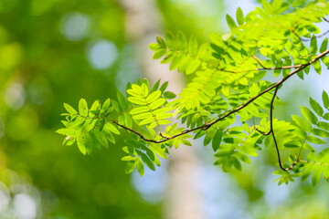 Sunlit Green Leaves in Nature Capturing the Essence of Natures Spectacular Beauty