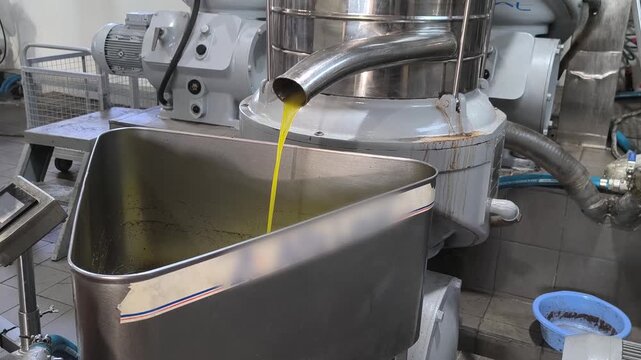 Olive Oil Pours into Container, Oil Press Process Line, Olive Harvest Season