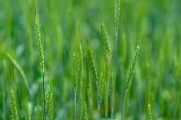 Obraz premium Beautiful Lush Green Wheat Field Embraced by Natural Light and Scenic Views of Nature