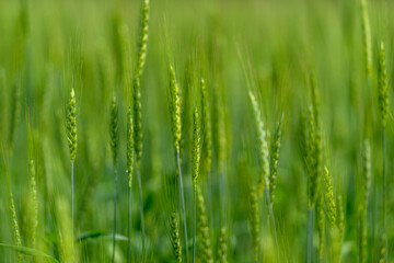 A Lush Green Wheat Field Flourishing in Its Early Growth Stage Shows Promise and Vitality
