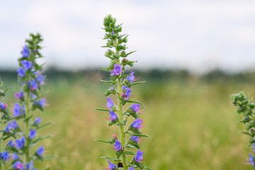 Vibrant purple wildflowers bloom beautifully in a lush green meadow, surrounded by nature