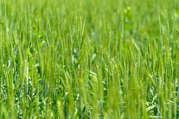 Fototapeta premium A Lush Green Wheat Field Stretching Out Beautifully Under a Bright and Clear Sky Above