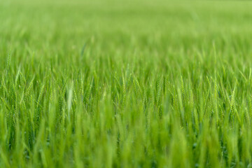 The vast, lush, green grain fields stretch across the land, basking under the bright sunshine