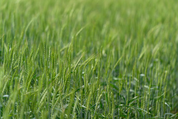 A Beautiful, Lush Wheat Field is Glimmering Under the Bright Sunlight on a Breezy, Pleasant Day
