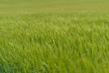 Obraz premium A Beautiful Lush Green Grass Field Bathed in Soft, Gentle Light and Warm Sunshine