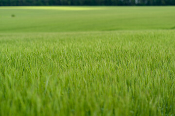 The Lush Green Fields of Vibrant Growth in Natures Beautiful Splendor and Abundance