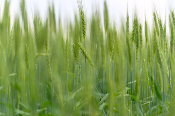 Vibrant and Lush Green Wheat Field Bathed in Soft Morning Light Creates a Stunning Scene