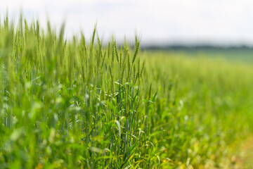 A Beautiful, Lush Green Field Filled with Golden Grains Stretching Underneath a Bright Sunny Sky
