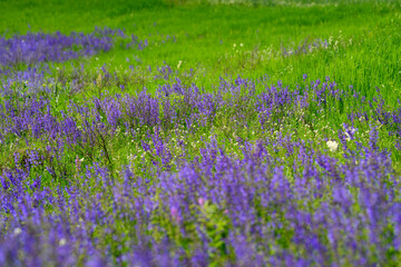 Obraz premium Vibrant Purple Wildflowers Gracefully Bloom Amidst Lush Green Grass, Creating a Beautiful Scene