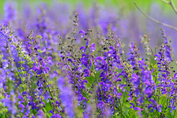 Fototapeta premium The Stunning and Vibrant Purple Wildflowers are in Full Bloom and Capturing Attention