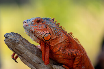 Captured a stunning moment with this fiery red iguana perched on a branch. Its remarkable details and vivid hues create an unforgettable portrait of reptilian charm. So much natural grace.