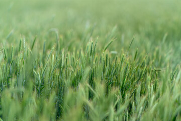 A Beautiful and Lush Green Grass Field Adorned with Dewdrops in the Morning Light