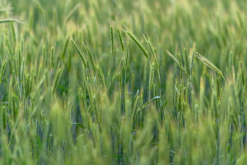Obraz premium Lush and Vibrant Green Fields of Grain Awaiting Their Time for the Upcoming Harvest