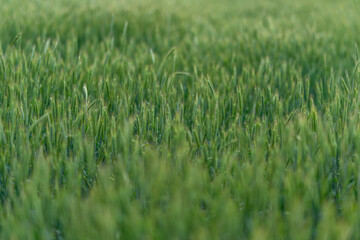 A Vast and Lush Green Wheat Field in the Early Stage of Growth During Springtime