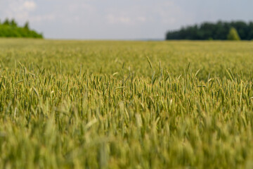 Golden fields of vibrant wheat gently swaying under a vast, blue sky filled with sunlight