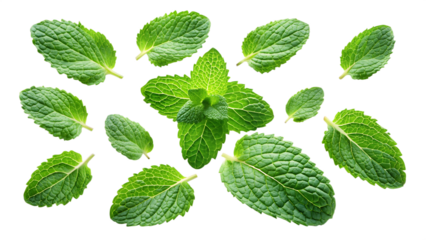 Falling mint leaves, spearmint isolated on transparent background