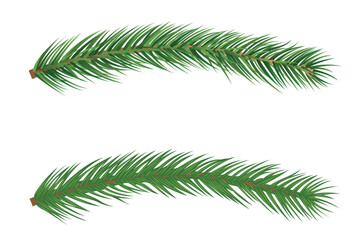 Evergreen Pine Branch or Christmas Tree Brunch Set Isolated on White Background – Conifer Foliage Vector Illustration Design