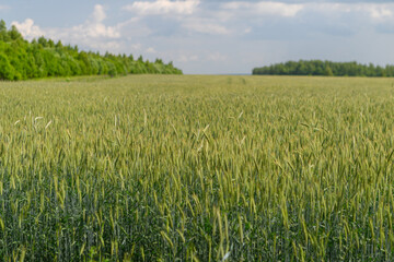 A Beautiful and Lush Green Wheat Field Spreading Out Beautifully Under a Bright, Clear Sky