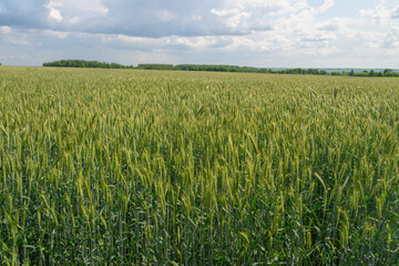 A Lush Green Wheat Field Sprawling Under a Bright Blue Sky Filled with Soft White Clouds