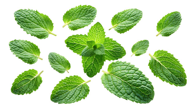 Falling mint leaves, spearmint isolated on transparent background