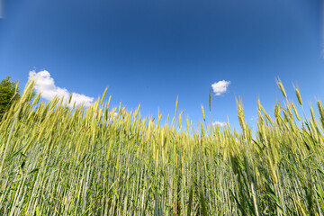 Obraz premium A vast and lush green wheat field stretches out under a beautiful blue sky adorned with soft clouds