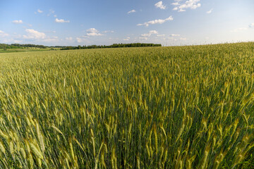 Fototapeta premium A Vibrant Wheat Field Spanning Under a Bright and Expansive Sky Filled with Light
