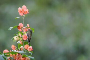 Crimson Sunbird, Aethopyga siparaja, Female, perching on Chinese Hat Plant, Mandarin Hat Plant in nature park, medium-sized sunbird found in parks, gardens, and plantations, green bokeh background