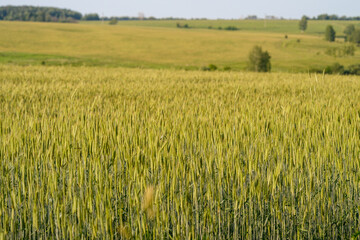Obraz premium A Vast Golden Wheat Field Spreading Wide Beneath Expansive Clear Blue Skies Above It