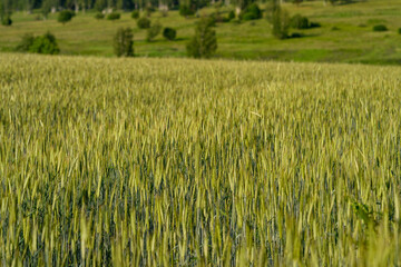 A Lush and Expansive Green Wheat Field Located in the Serene Countryside Environment