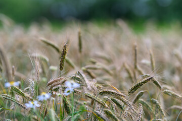 Obraz premium Expansive Golden Wheat Field Abloom with Vibrant Wildflowers Amidst a Picturesque Rural Landscape