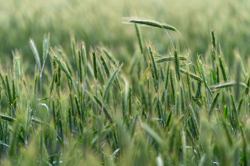 Obraz premium A Beautiful Lush Green Wheat Field Illuminated by the Early Morning Light of Dawn