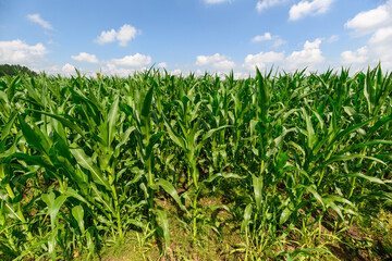 A Vibrant and Lush Green Cornfield Spreading Under the Bright Blue Sky on a Sunny Summer Day