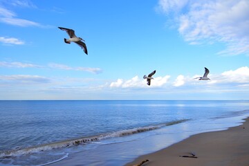 Seagulls flying over the ocean on a beautiful day with clear blue sky above