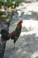 rooster in the farm