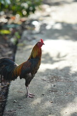 rooster in the farm © Juan