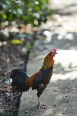 rooster in the farm © Juan