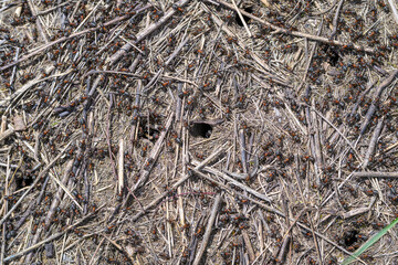 The Ant Colony on the Forest Floor is bustling with life and numerous activities taking place