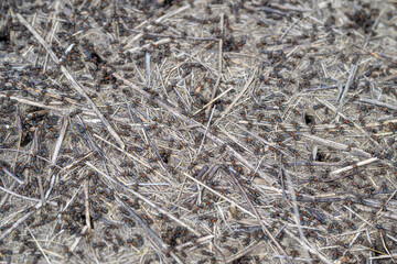 Ants can be seen scattering energetically across dry soil and dry grass in their habitat