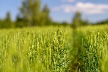 Fototapeta premium Lush and Expansive Green Fields Sprawling Under the Clear and Bright Blue Sky Above Us