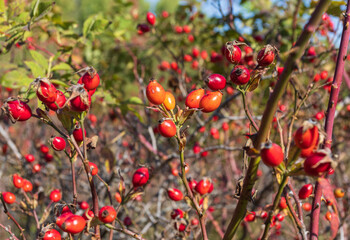 Obraz premium Autumn on a high-mountain plateau, ripe hawthorn fruits of the plants on the meadow, a sunny morning in nature.