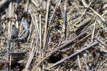 A Detailed CloseUp of Ants Engaged in Activity on Natural Ground Covering Their Habitat