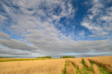 Fototapeta premium A Serene and Picturesque Agricultural Landscape Showcasing an Expansive and Bright Sky