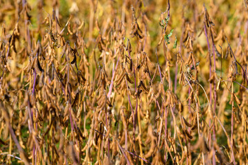 Fototapeta premium Vibrant lateseason soybean plant with soil exposure, Agricultural image illustrating latestage soybean growth emphasizing plant vitality and environmental stewardship