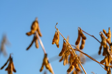 Regenerative soybean pods at dusk on organic farm, sustainable practices highlighted by warm backlight and gentle breeze, visual storytelling for ecofocused campaigns