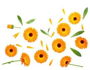 Overhead shot of cheerful, vibrant orange flowers and green leaves scattered on black