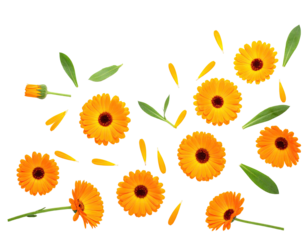 Overhead shot of cheerful, vibrant orange flowers and green leaves scattered on black