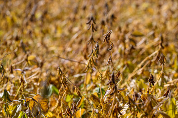 Macro view soybean seedheads in sunlit midfield, delicate pods and stems captured with shallow depth, emphasizes seed morphology and yield potential for crop research