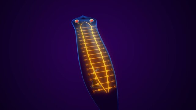 Dugesia animal anatomy. 3d illustrations